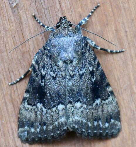 Amphipyra pyramidea